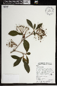 Kalmia latifolia image