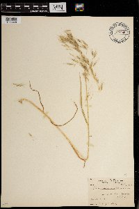 Bromus tectorum image