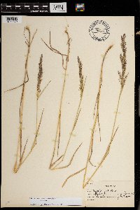 Agrostis stolonifera image