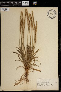 Plantago patagonica image