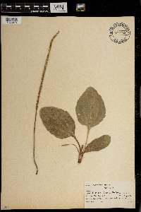 Plantago major image