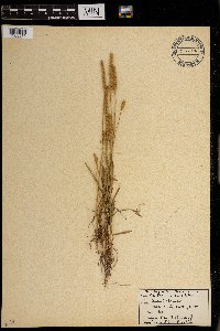 Plantago patagonica image