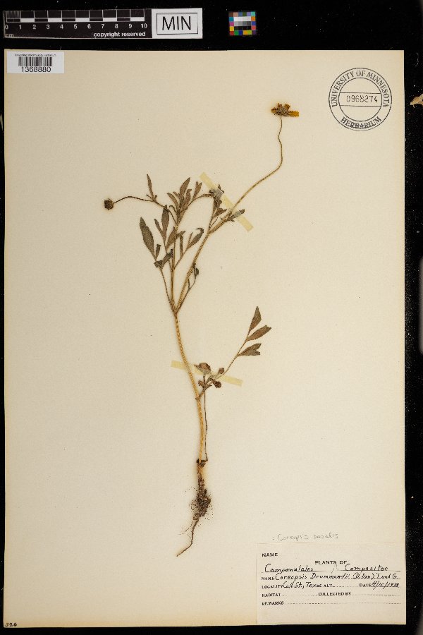 Coreopsis basalis image