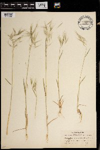 Bromus tectorum image