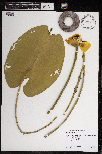 Nuphar variegata image