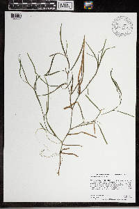 Heteranthera dubia image