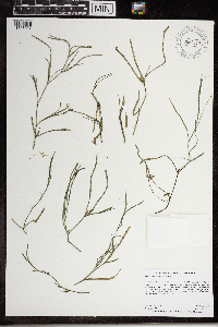 Heteranthera dubia image