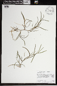 Heteranthera dubia image