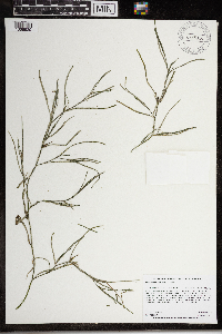 Heteranthera dubia image