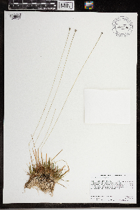 Eriocaulon aquaticum image