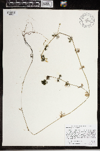 Ranunculus aquatilis var. diffusus image