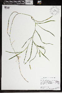 Potamogeton zosteriformis image