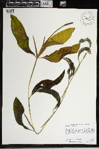 Potamogeton illinoensis image