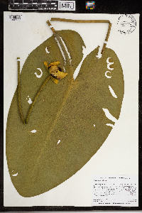 Nuphar variegata image