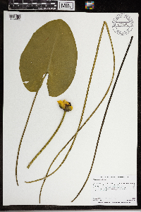 Nuphar variegata image