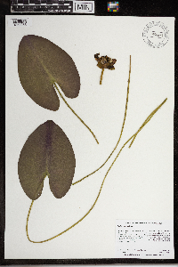 Nuphar variegata image