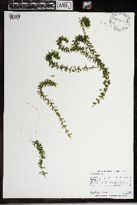 Elodea canadensis image