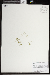 Lemna trisulca image