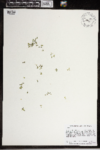 Lemna trisulca image