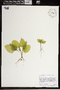 Nuphar variegata image