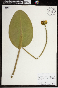 Nuphar variegata image