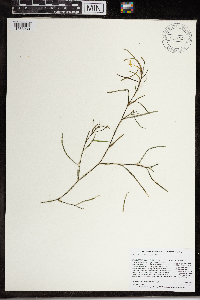 Heteranthera dubia image