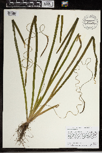 Vallisneria americana image