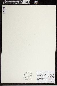 Wolffia brasiliensis image