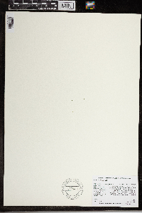 Wolffia brasiliensis image