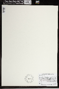 Wolffia brasiliensis image