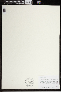 Wolffia brasiliensis image