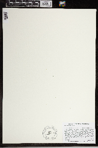 Wolffia brasiliensis image