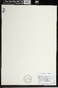 Wolffia brasiliensis image