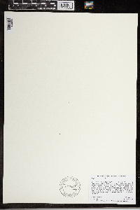 Wolffia brasiliensis image