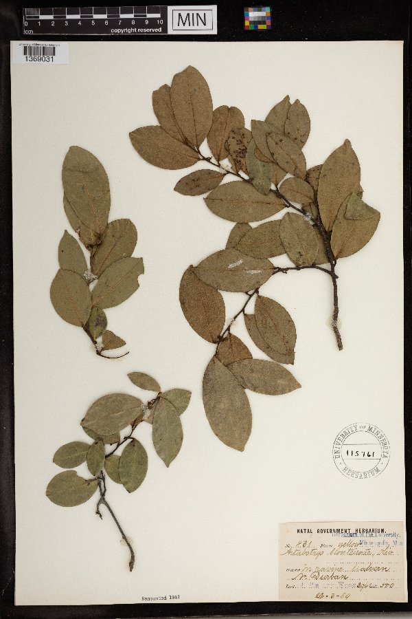 Artabotrys monteiroae image