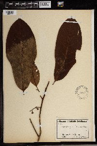 Image of Coelocaryon preussii