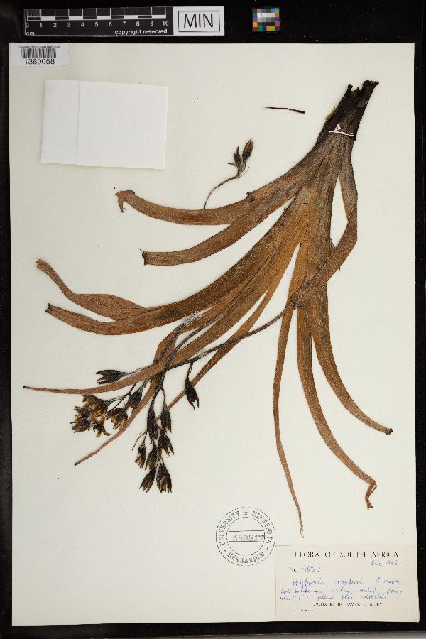 Hypoxis hemerocallidea image