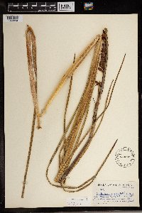 Image of Gladiolus crassifolius