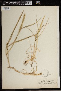 Lolium multiflorum image