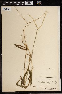 Paspalum conjugatum image