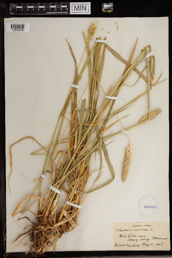 Phalaris aquatica image