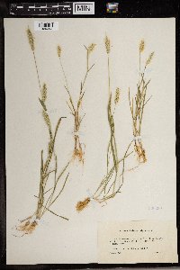 Polypogon monspeliensis image