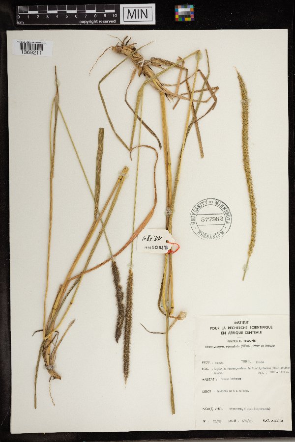 Setaria sphacelata image