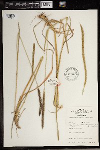 Media resource of Setaria sphacelata
