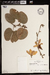Bauhinia variegata image