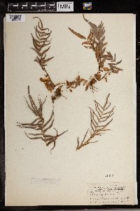 Pteris longifolia image