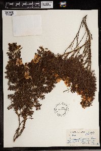 Chamaecrista mimosoides image