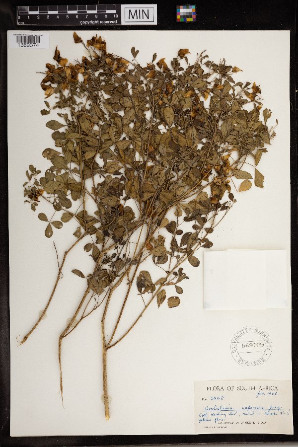 Crotalaria capensis image