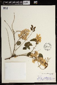 Robinia pseudoacacia image