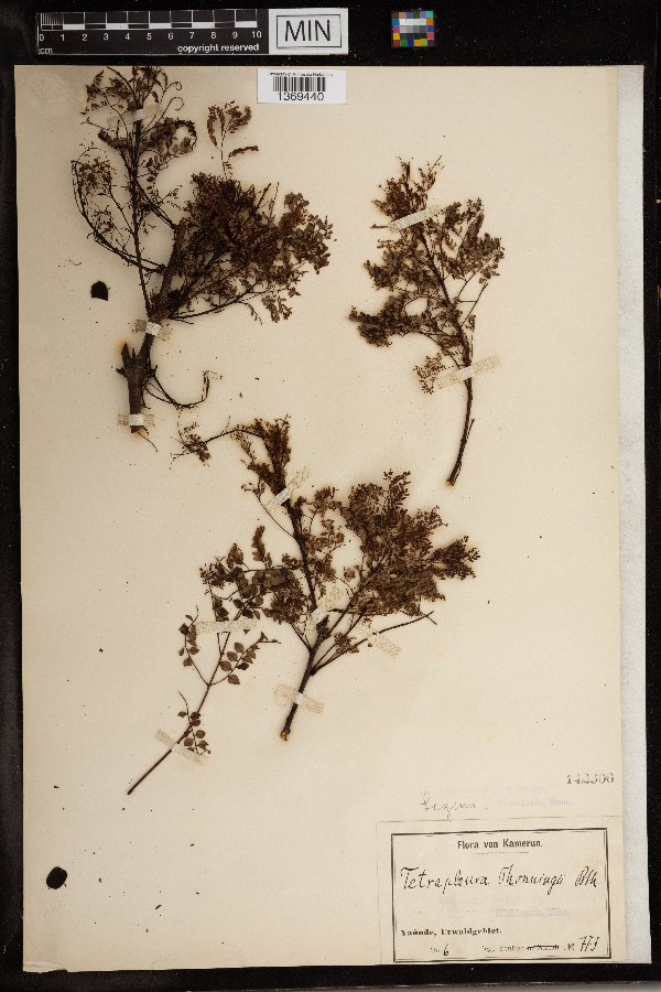 Tetrapleura tetraptera image